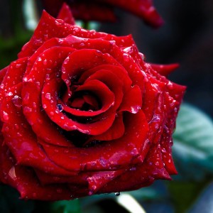Red-Rose-Valentines-Day-Flowers-Photography-Picture-